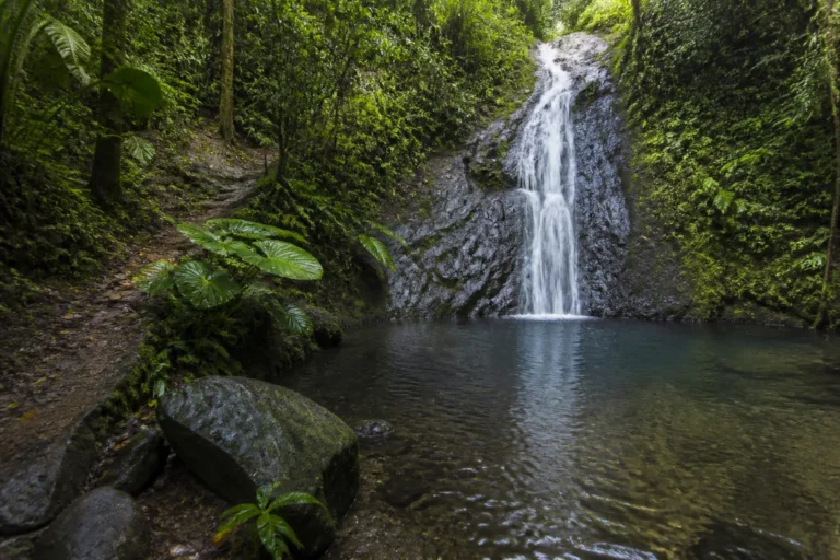 Cascade dans la forêt martiniquaise