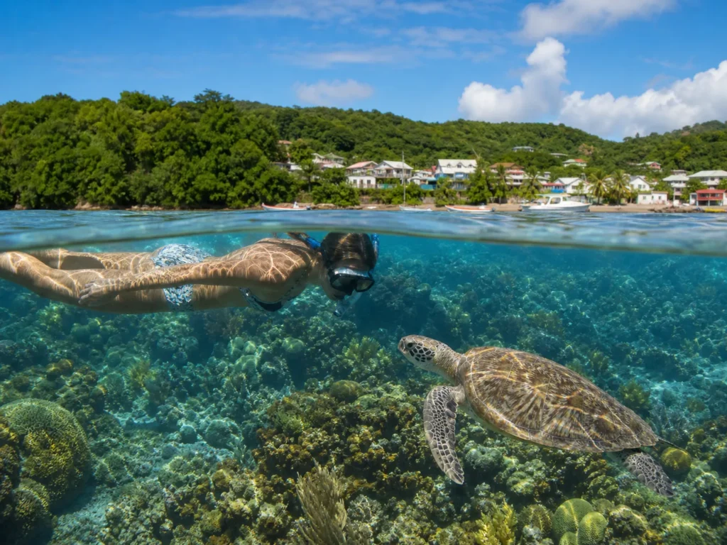Snorkeling avec une tortue dans une crique de Martinique
