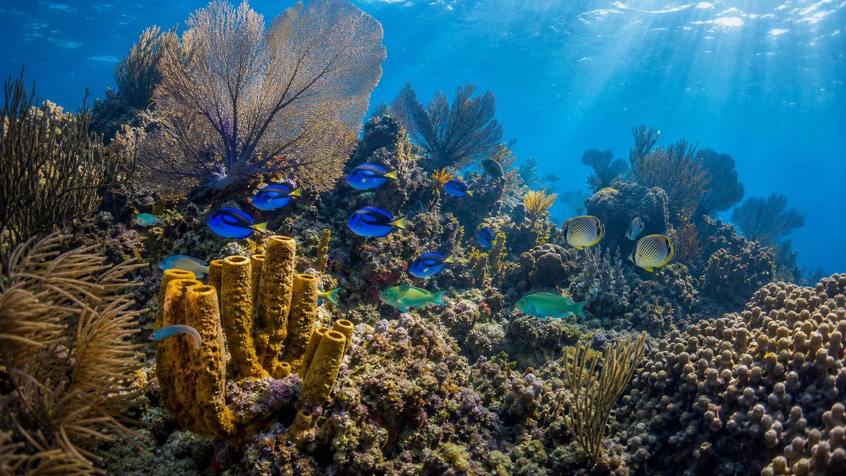 Récif corallien et poissons tropicaux en Martinique