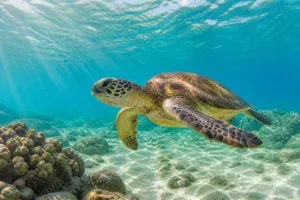 Tortue marine dans les eaux de Martinique