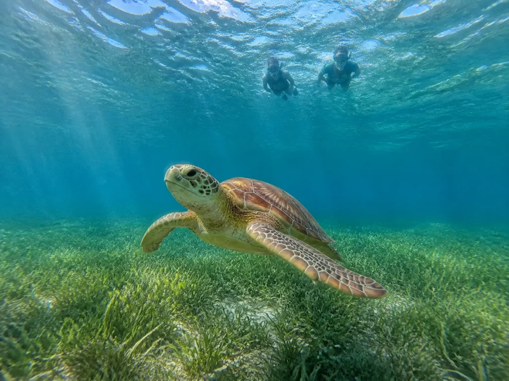 Tortue marine observée à distance par des nageurs